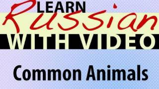 Learn Russian with Video - Common Animals