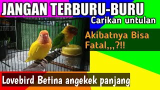 KAPAN WAKTU YANG TEPAT CARIKAN PASANGAN AGAR NGEKEK PANJANG cara setting lovebird untulan