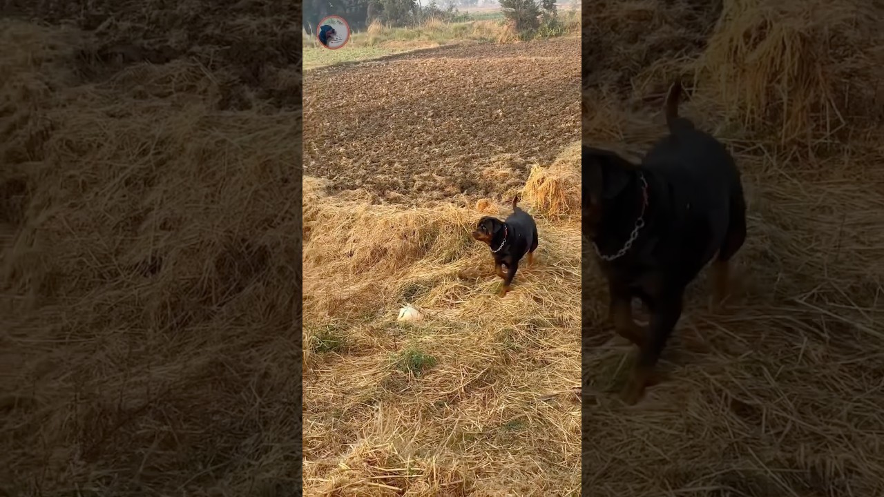 Rottweiler Max Attacked a Stranger 😱⚡️ #RottweilerMax #DogAttack #ShockingMoment #ViralVideo