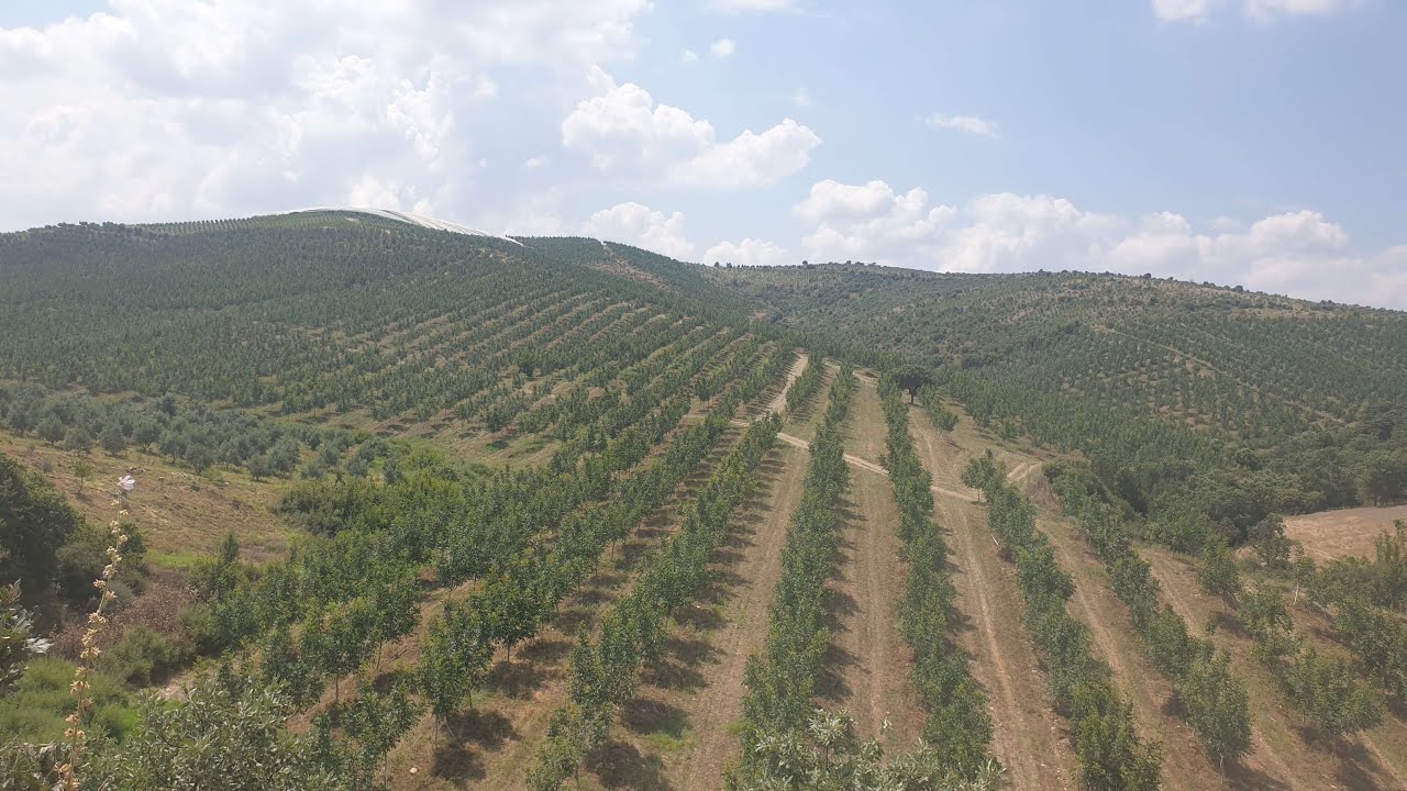 900 га грецкого орехового сада без обрезки - Посев и полив грецких орехов