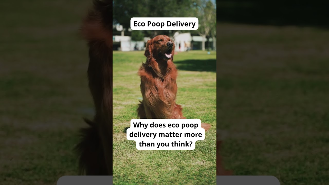 Eco-Friendly Pet Care Tips | Sustainable Dog Hacks-Eco Tips for Dog Owners | GoEcoPaw Hacks