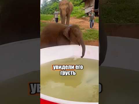 Больше всего слоненок обожал купаться 🐘😍 #милыеживотные #животные