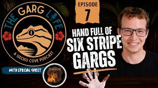 Hand Full Of Six Stripe Gargs - The Garg Life -The Gargoyle Den