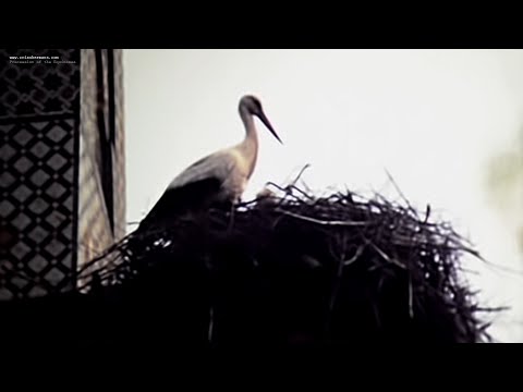 TRAVELLING MOROCCO (Super 8, 1980)