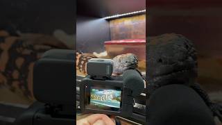 Making The Gila Hilton Resort With Animal Plastics Cages