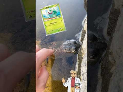 フシギダネ見つけました。 #自然 #カエル #生き物 #両生類 #ポケモン #ポケモンカード #ものまね #shorts #黄猿