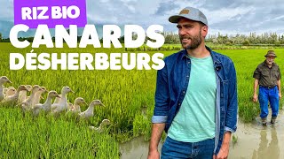 Riz bio : les canards remplacent les pesticides