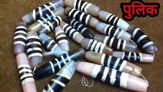 Download lagu नेपालमा मात्र पाइने बहुमुल्य शिमाला (पुलिक) । A Precious Shimala Found Only In Nepal । #Pulik_2023.