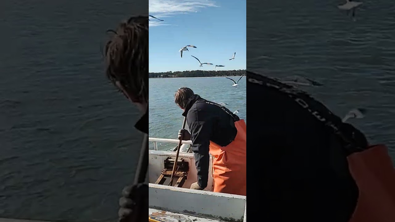 A COLD DAY OUT AT SEA WITH THE DOLPHIN'S.