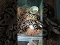 Orange Dream Pastel Chocolate Feeding Mode