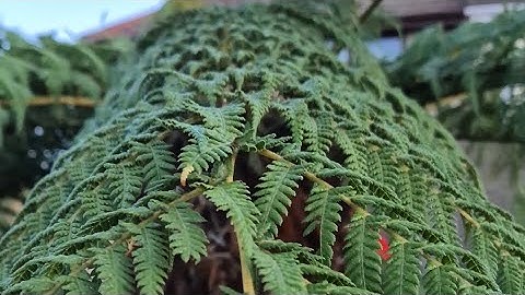 Misty Mornings & Jungle Dreams 🌴 Garden Talk #garden #gardening 