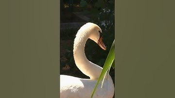 Ngỗng hung dữ như thế nào mà rắn cũng phải tránh né #shorts #short #animals #viralshorts #viral