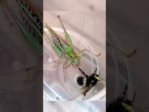 Кузнечик против шмеля #katydid #vs #bumblebee