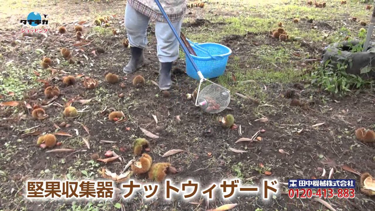 木の実の収穫に！ナットウィザード2015 1分半CM≪タナキカ≫ - YouTube