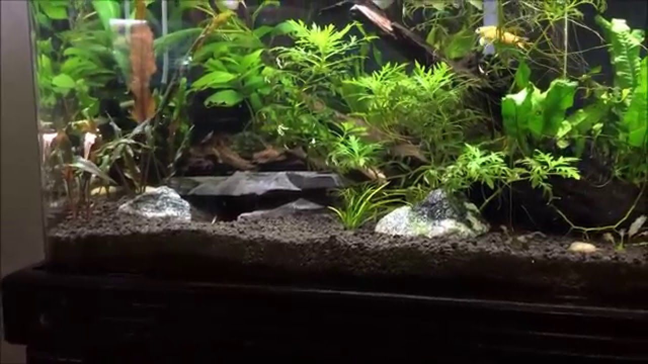 Planted tank DIY C02 setup update YouTube