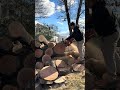 crazy 390xp ripping through red oak! #chainsaw #husqvarna #firewood #treework #faller #arborist