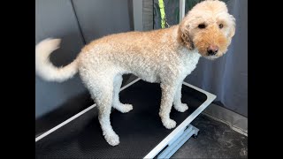 SandyPawsDogSpa is live Grooming Piper the Labradoodle