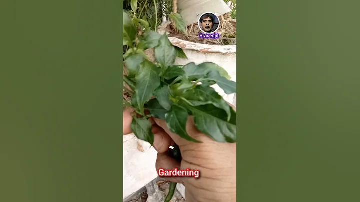 How to harvest chillies / Harvesting chillies #shorts #viral #chilli