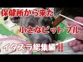 保健所から来た小さなピットブル ピーちゃん総集編 Dog Rescue A&R