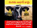 Intresting facts about cows in West Bengal In Telugu || Amazing facts in telugu