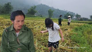 The disabled guy completed the barn, the girl hired herself to pick rice to earn extra income