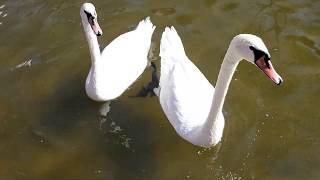 Ankara Kuğulu Park Beyaz Kuğular