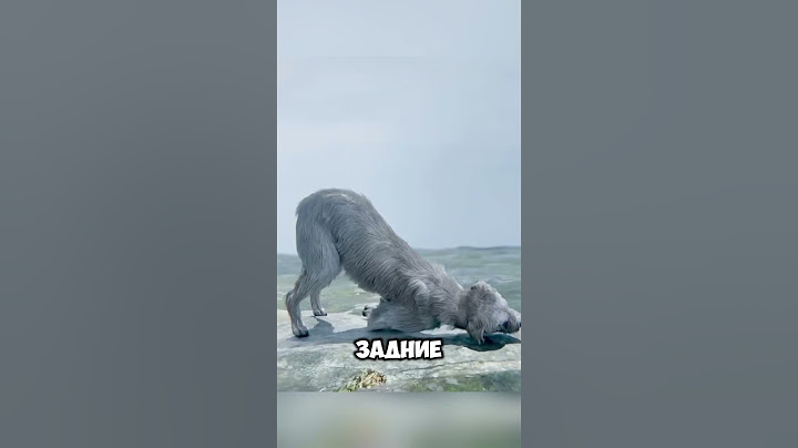 Собаку засосал торнадо, но она вернулась @zackdfilms