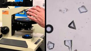 Becke Line Test - Owens