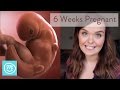 6 Weeks Pregnant: What You Need To Know - Channel Mum