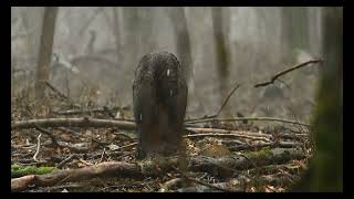 Gemenc - Winter Rain