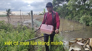xiệt cá điểm mới trúng mánh không ngờ nhiều cá lóc cá trê 
