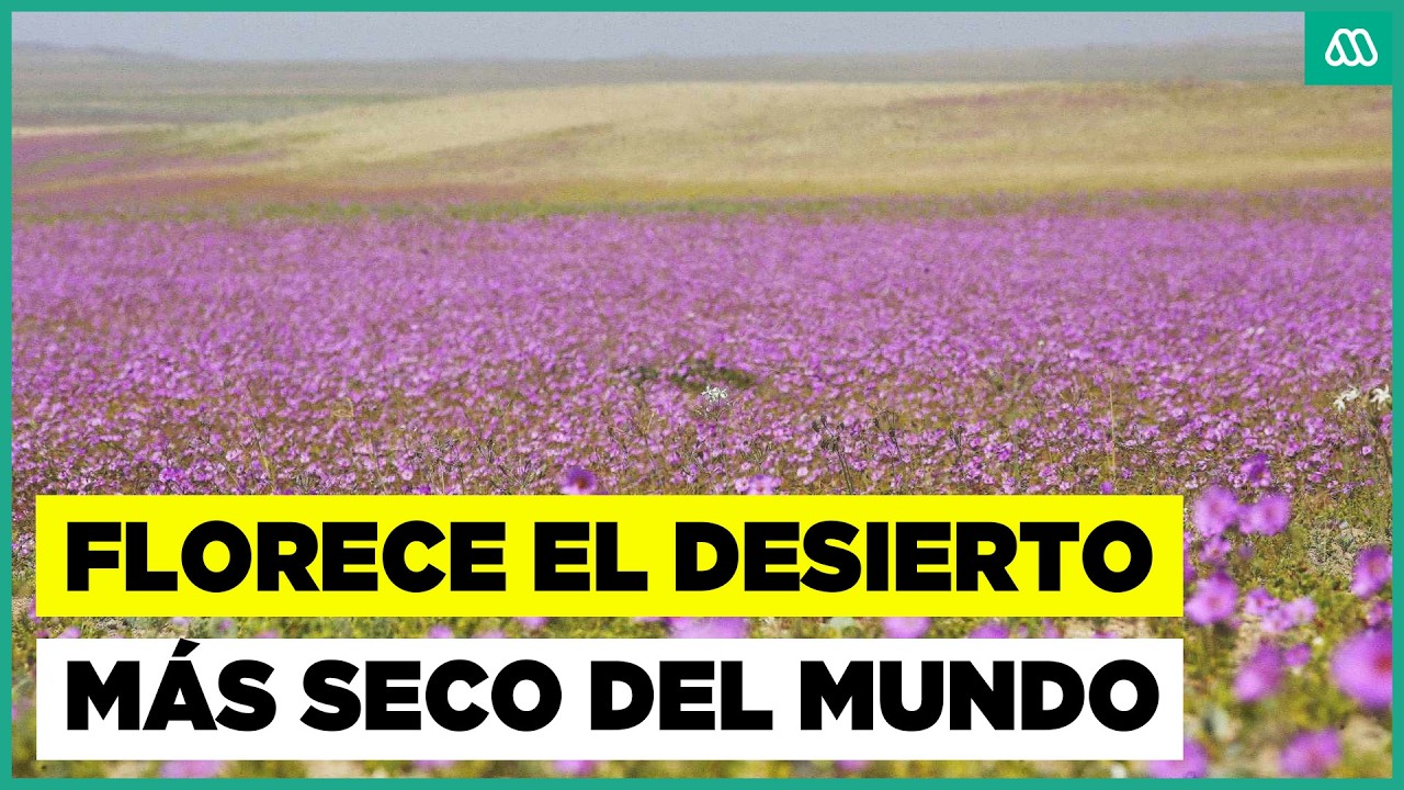 El despertar del desierto más árido del mundo: Así se vive la floración en Atacama