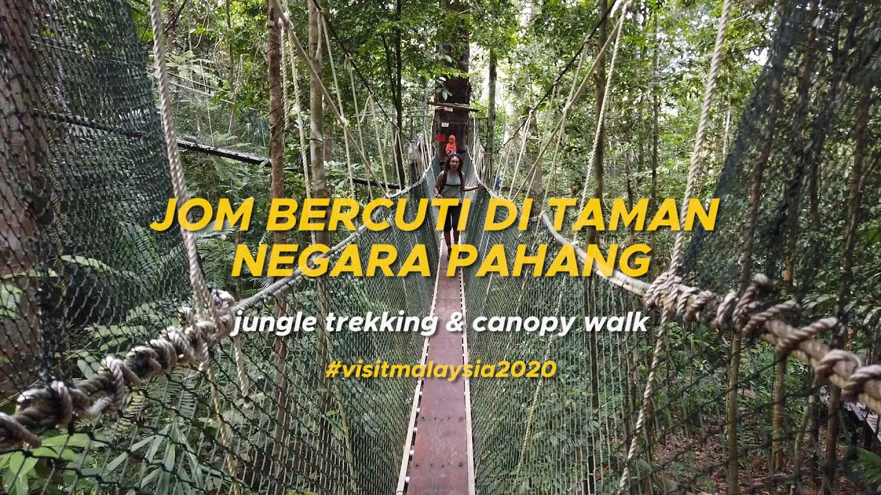 Apa yang best di Taman Negara Pahang ? - World's Oldest Jungle - Malaysia