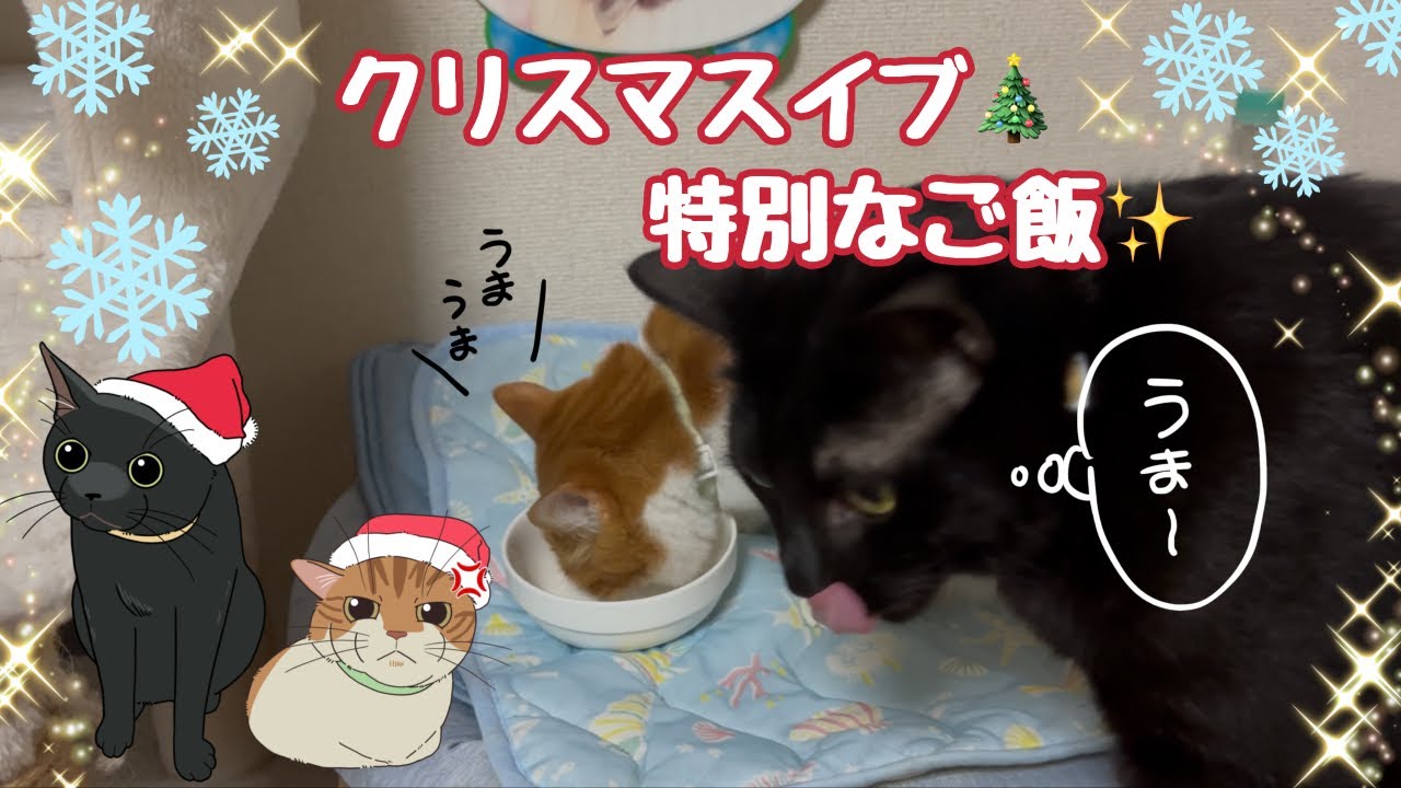 クリスマスイブなので豪華なご飯をにゃんずにプレゼントしてみた