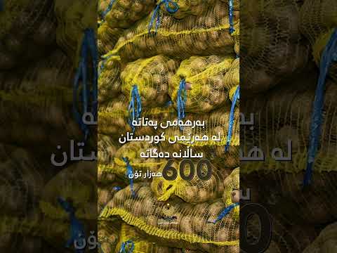 6 هەزار تۆن پەتاتە دەنێرینە دەرەوە 