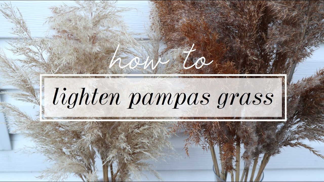 How To Lighten Pampas Grass (Easy Diy!)