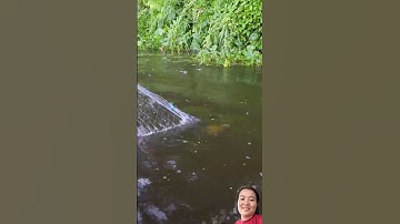 Anh em thăm lưới dính cá rô, cá thác lác ngon #fishing #shorts #shortvideo #short #shortsvideo