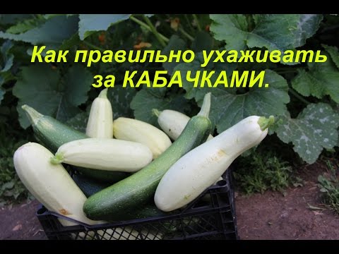 Как ухаживать за кабачками после посадки