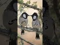 طريقة سهلة للتفريق بين ذكر وأنثى البلبل العراقي 