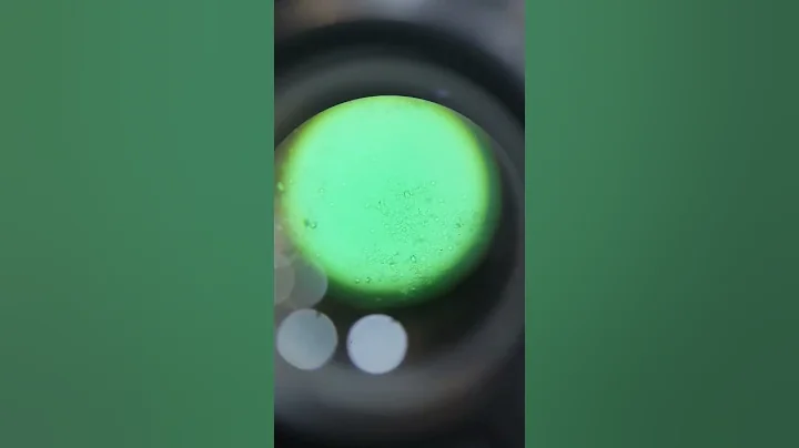 Bacteria VS Alcohol #microscopy #science #urinesample #bacteria #fyp #viral