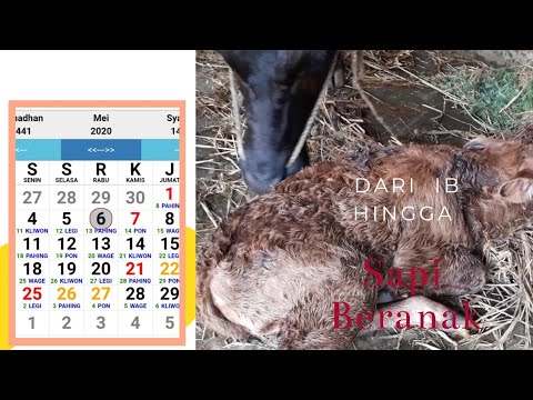 Video: Berapa lama waktu yang dibutuhkan sapi untuk beranak?