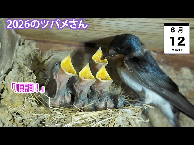 6月12日「順調！」2026のツバメさん - YouTube