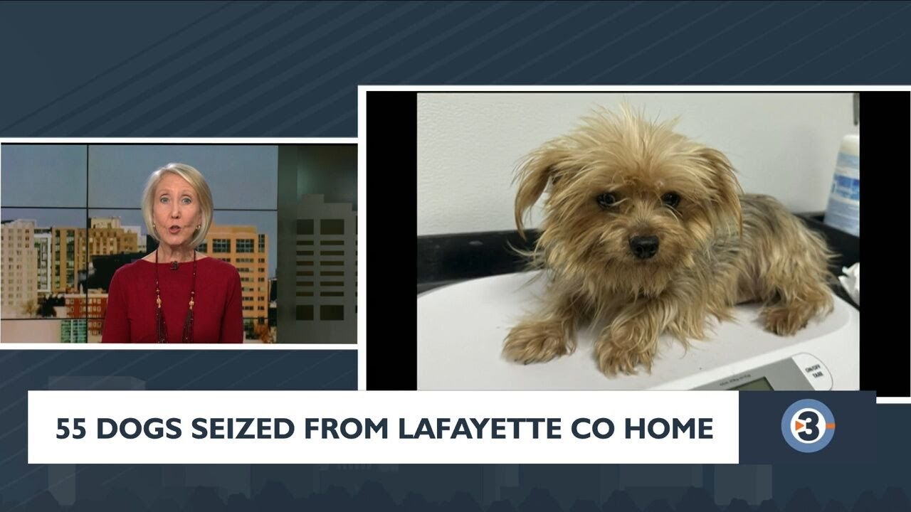 55 dogs seized from Lafayette Co home
