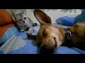 Dog Sleep Farting Makes Cat Angry