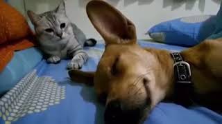 Dog Sleep Farting Makes Cat Angry