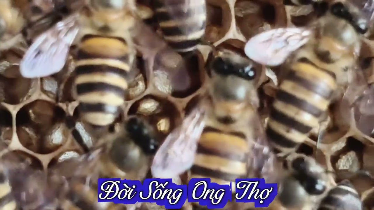 Vòng Đời Ong Thợ