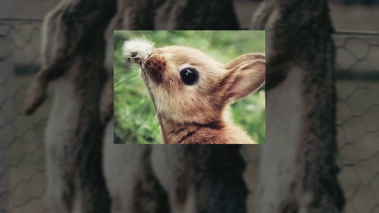 AJJ - A song dedicated to the memory of Stormy, the rabbit (legenda ...