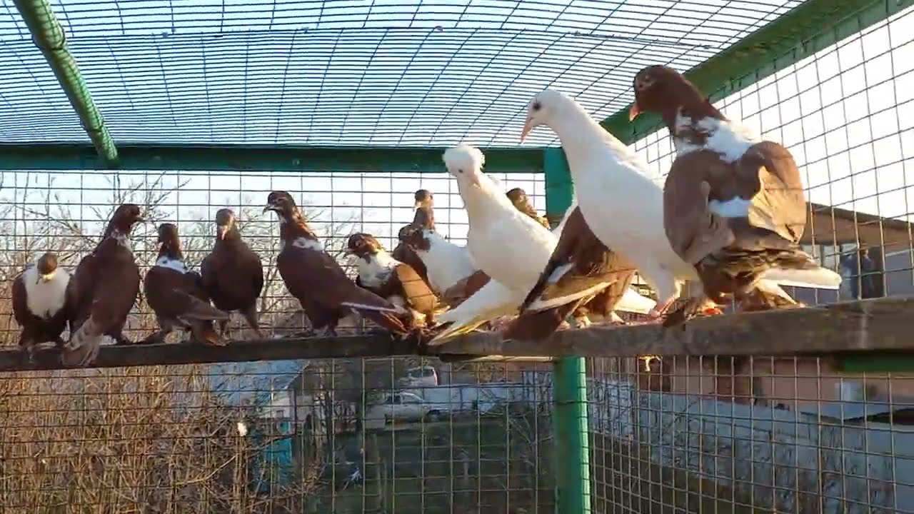 В гостях у опытного голубевода. Тел - 89189494575 - Геннадий.