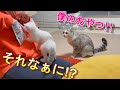 ママが歯磨き用のおやつをあげていると群がってくる新入り子猫と嫉妬する先住猫