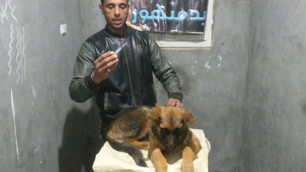 ازاى ادى حقنه لكلبى بدون الاحتياج لأحد وبدون اى اضرار
